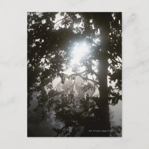 Zonlicht in de ochtend door bladeren van oerwoud briefkaart