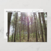 Zonlicht in de pijnbomen briefkaart (Voorkant / Achterkant)