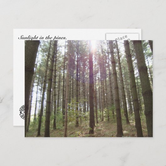 Zonlicht in de pijnbomen briefkaart (Voorkant / Achterkant)