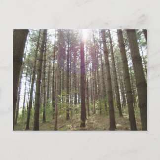 Zonlicht in de pijnbomen briefkaart