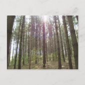 Zonlicht in de pijnbomen briefkaart (Voorkant)