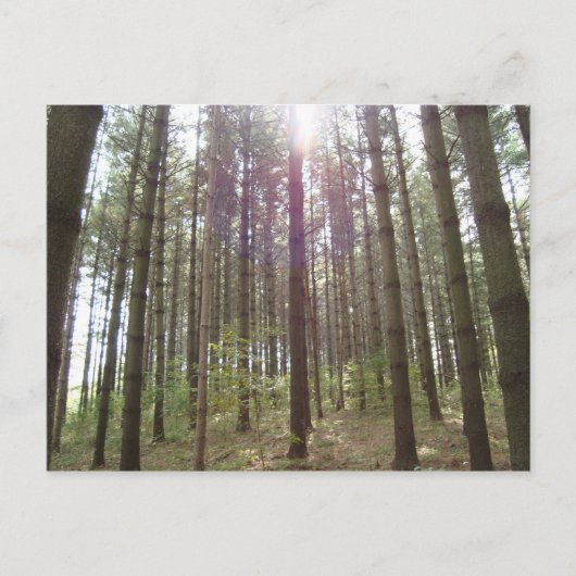 Zonlicht in de pijnbomen briefkaart (Voorkant)