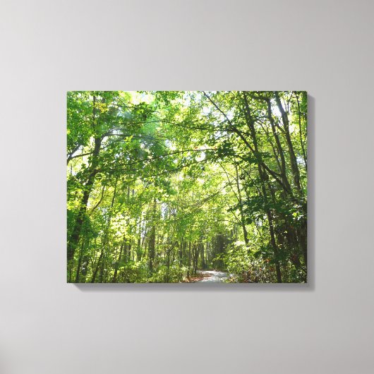 Zonlicht op bebost pad in Centennial Park Canvas Afdruk (Voorkant)
