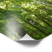 Zonlicht op bebost pad in Centennial Park Foto Afdruk (Hoek)
