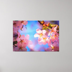 Zonlicht op Sakura Flowers Canvas Afdruk
