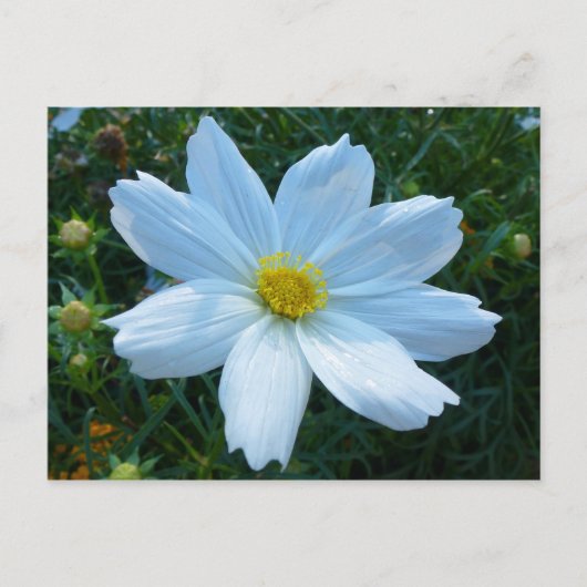Zonlicht op witte Cosmos bloem Briefkaart (Voorkant)