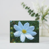 Zonlicht op witte Cosmos bloem Briefkaart (Staand voorkant)