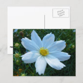 Zonlicht op witte Cosmos bloem Briefkaart (Voorkant / Achterkant)