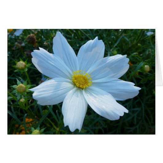 Zonlicht op witte kosmos Bloem (Voorkant Horizontaal)