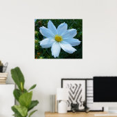 Zonlicht op witte kosmos Bloem Poster (Thuiskantoor)