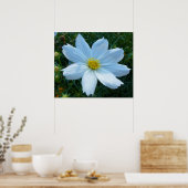 Zonlicht op witte kosmos Bloem Poster (Keuken)