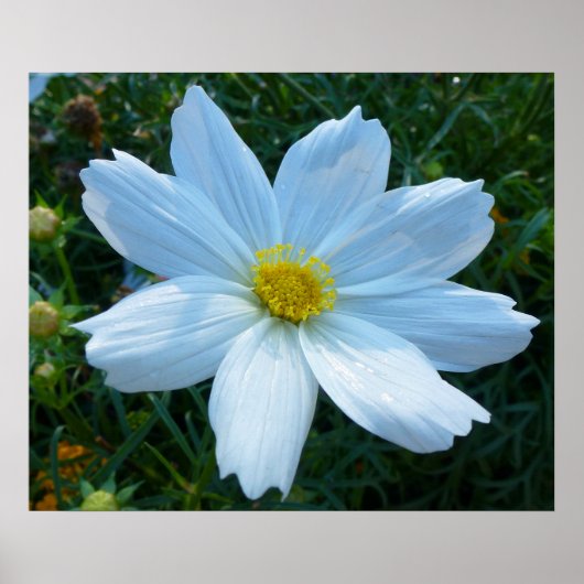 Zonlicht op witte kosmos Bloem Poster (Voorkant)