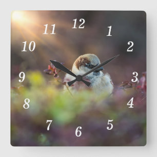 Zonlicht Zwemmen Finch Wandklok