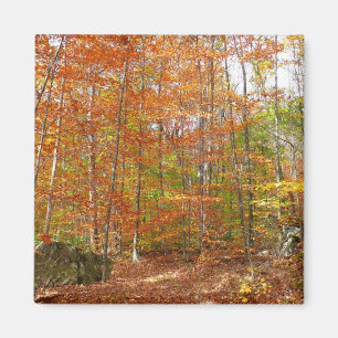 Zonlichtgevlekt herfstpad bij Laurel Hill Park Magneet