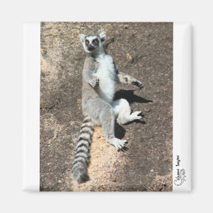 Zonneaanbidding lemur magnet