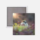 Zonnebaden Finch Magneet (Voorkant / Achterkant)