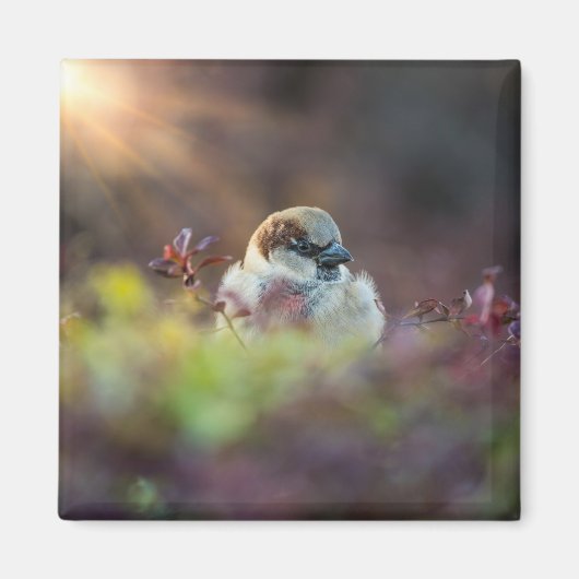 Zonnebaden Finch Magneet (Voorkant)