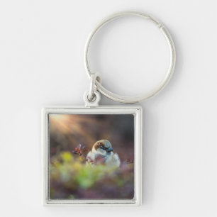 Zonnebaden Finch Sleutelhanger