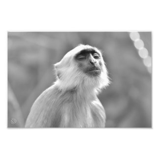 Zonnebaden Grijze Langur Aap - Foto afdrukken