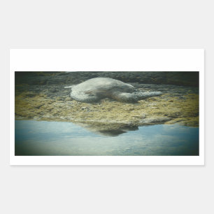 Zonnebaden zee schildpad stickers