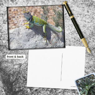 Zonnebadende Halsbandhagedis Op Een Rots Foto Briefkaart