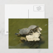 Zonnebadschildpadden Briefkaart (Voorkant / Achterkant)