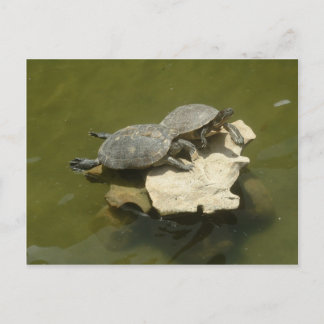 Zonnebadschildpadden Briefkaart