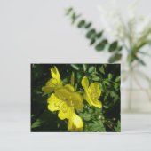 Zonnebakjes Primrose Coördinatiepunten Briefkaart (Staand voorkant)