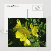 Zonnebakjes Primrose Coördinatiepunten Briefkaart (Voorkant / Achterkant)