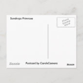 Zonnebakjes Primrose Coördinatiepunten Briefkaart (Achterkant)