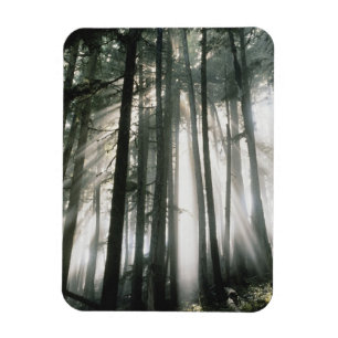 Zonnebalken die door bomen stromen, berg Rainier Magneet