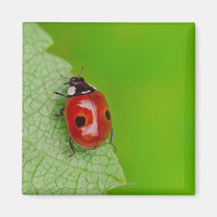 Zonnebarst boven een kleine ladybird die een vers magneet