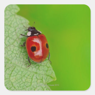 Zonnebarst boven een kleine ladybird die een vers vierkante sticker