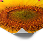 Zonnebloedige gordel | 35 x 35 inch. Grootte Poster (Hoek)