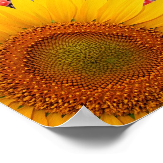 Zonnebloedige gordel | 35 x 35 inch. Grootte Poster (Hoek)