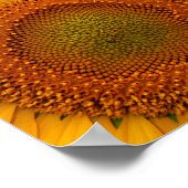 Zonnebloedige gordel poster (Hoek)