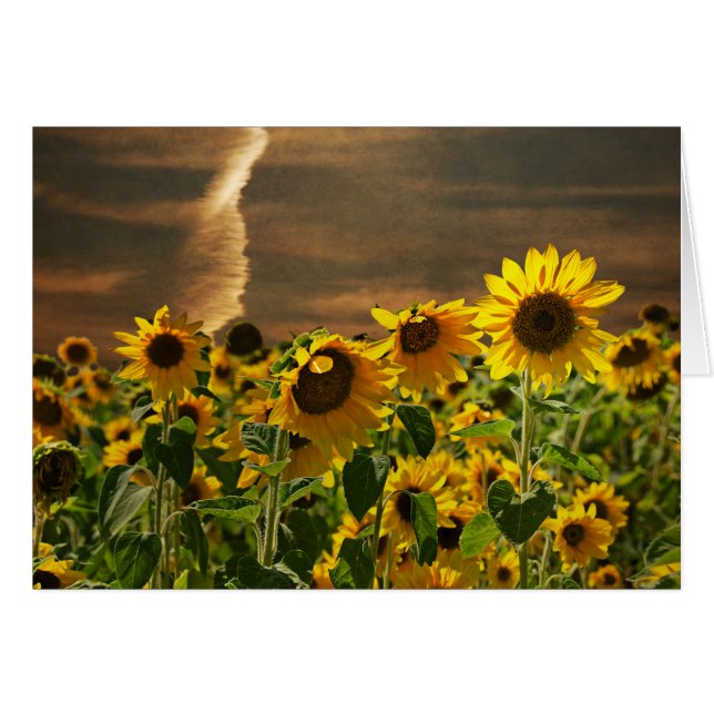 Zonnebloem (Voorkant Horizontaal)