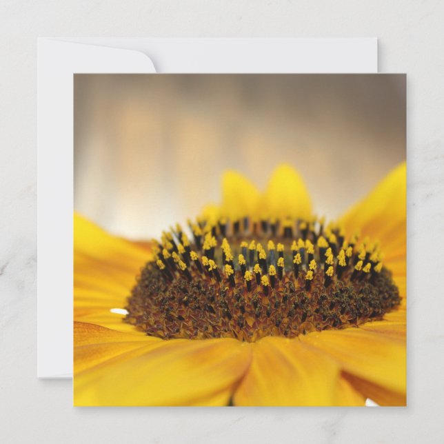 Zonnebloem (Voorkant)