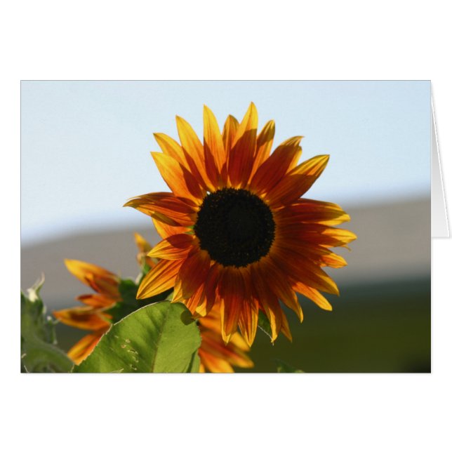 zonnebloem (Voorkant Horizontaal)