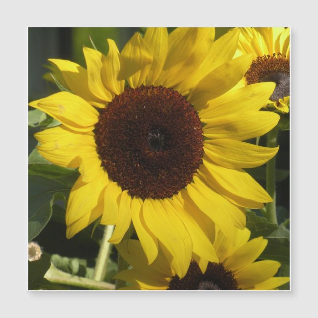 Zonnebloem (Voorkant)