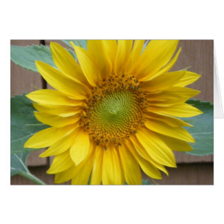 "Zonnebloem"