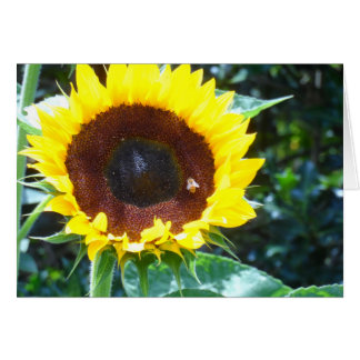 Zonnebloem