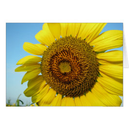 Zonnebloem