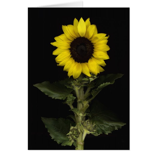 Zonnebloem 11 (Voorkant)