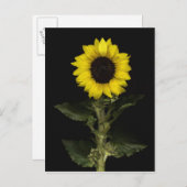 Zonnebloem 11 briefkaart (Voorkant / Achterkant)