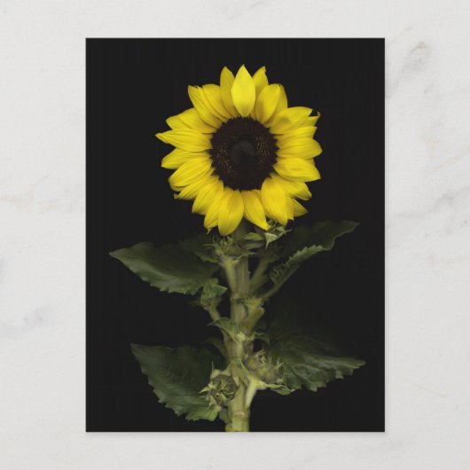 Zonnebloem 11 briefkaart (Voorkant)