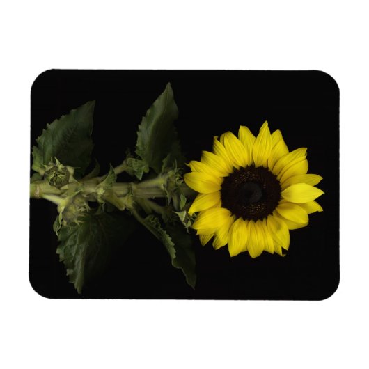 Zonnebloem 11 magneet (Horizontaal)