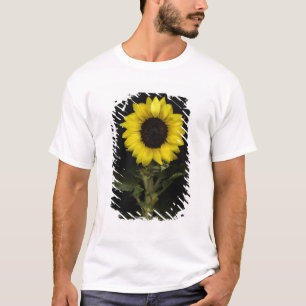 Zonnebloem 11 t-shirt