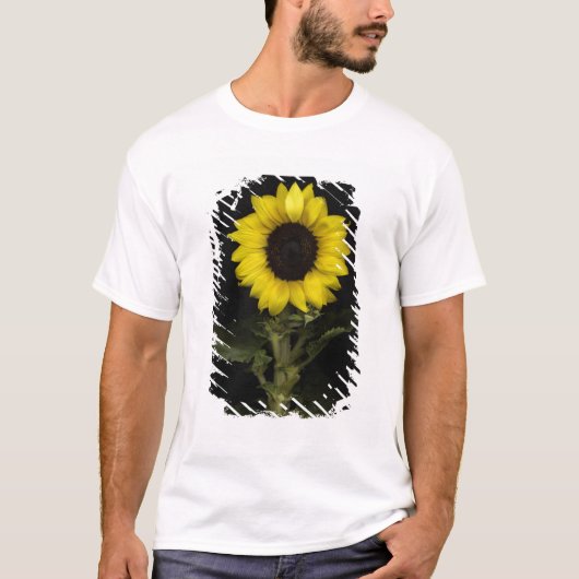 Zonnebloem 11 t-shirt (Voorkant)