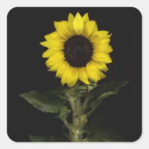 Zonnebloem 11 vierkante sticker